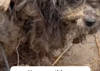 C2601002_This rescue almost ended differently because of one choice #CriticalDecision #SaveLife