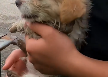 C2601011_Viewers keep replaying this part again #LookAgain #RescueMoment