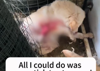 C2601012_The rescuer paused and then everything changed #CriticalMoment #SaveLife