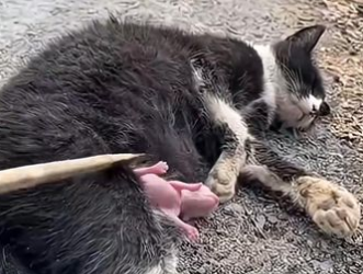 C2601013_This rescue outcome shocked even experienced viewers #Unbelievable #Rescue