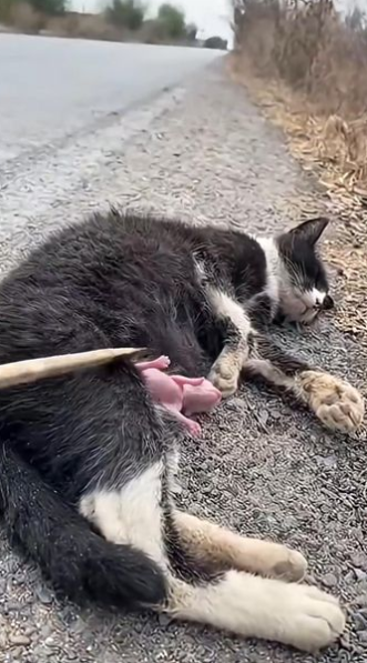 C2601013_This rescue outcome shocked even experienced viewers #Unbelievable #Rescue