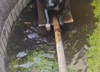 C2601015_This rescue scene left people speechless #Powerful #RescueStory