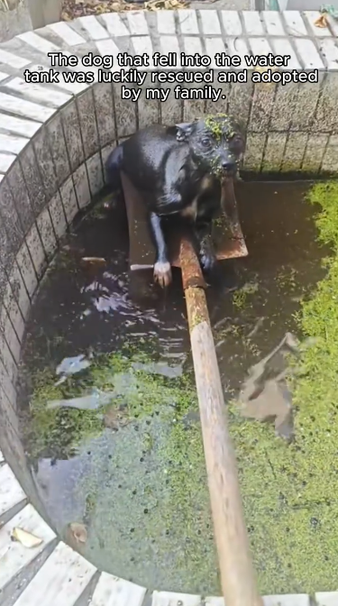 C2601015_This rescue scene left people speechless #Powerful #RescueStory