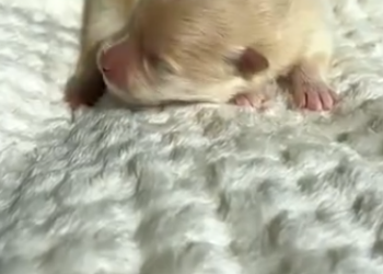 C2601016_Something unseen almost stopped the rescue #HiddenDanger #SaveLife