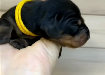 C2601018_This rescue proves how fast things can change #RealLife #SaveLives