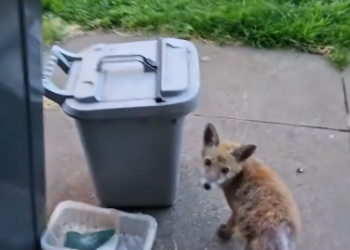 C2601019_Viewers noticed something strange near the end #DidYouSeeIt #RescueMoment