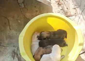 C2601020_This rescue moment stayed in people’s minds #Unforgettable #RescueStory