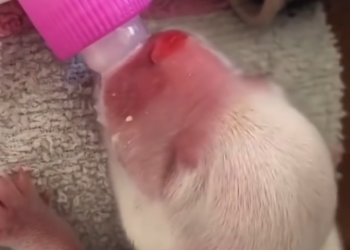 C2601003_Viewers stopped scrolling when this moment appeared #MustWatch #RescueMoment