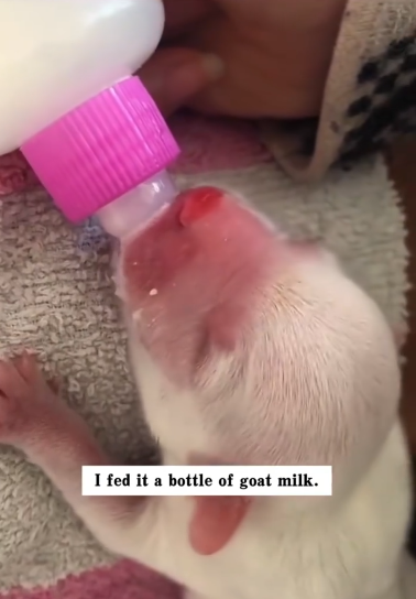 C2601003_Viewers stopped scrolling when this moment appeared #MustWatch #RescueMoment