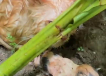 C2601021_No one predicted this reaction during the rescue #Surprise #SaveLife