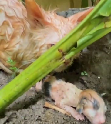 C2601021_No one predicted this reaction during the rescue #Surprise #SaveLife