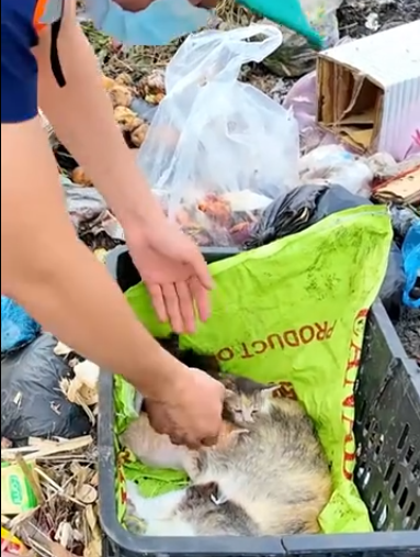 C2601022_This rescue turned into something much bigger #PlotTwist #Rescue