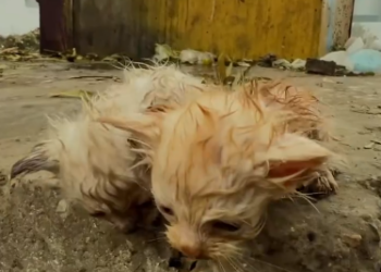 C2601023_The final move during this rescue mattered most #LastSecond #SaveLives