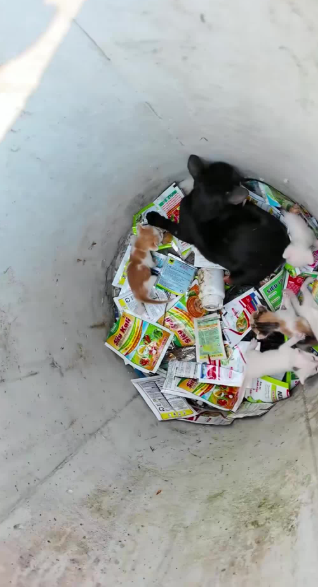 C2601024_People are still talking about this rescue #Trending #RescueStory