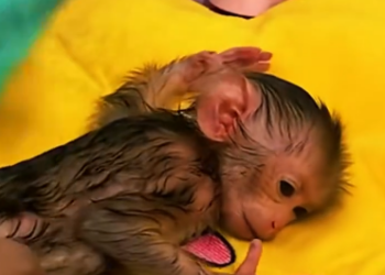 C2601025_This rescue moment changed everything instantly #InstantTurn #SaveLife