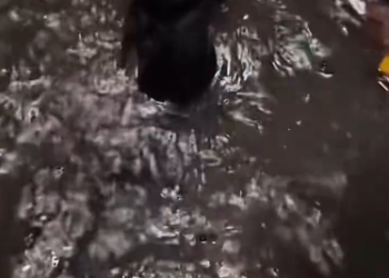 C2601028_This rescue made viewers stop and think #ThinkAboutIt #RescueStory