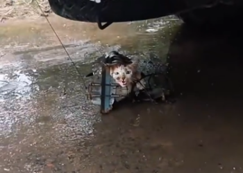 C2601029_One decision defined the entire rescue #KeyMoment #SaveLife