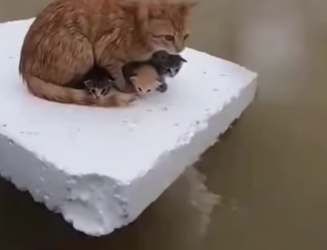 C2601001_No one noticed this until the very last second #LookCloser #RescueStory