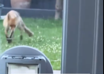 C2601005_The final seconds of this rescue surprised everyone #WatchTillEnd #Rescue