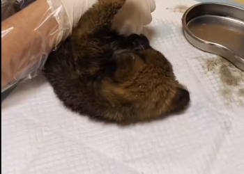 C2601006_This rescue raised a question people can’t agree on #WhatWouldYouDo #RescueStory