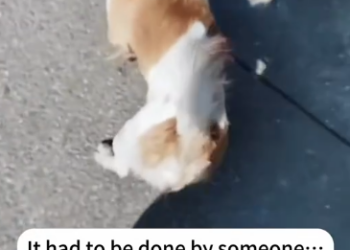 C2601008_This rescue moment is harder to watch than expected #Emotional #RescueMoment