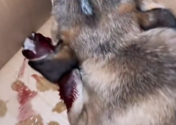 C2601009_No one thought help would come this way #Unexpected #SaveLives