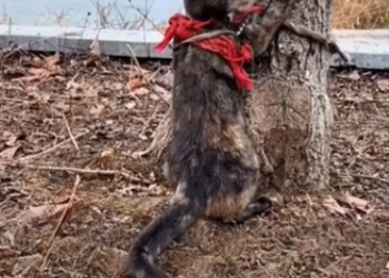 C1302002_Something unbelievable happened that day