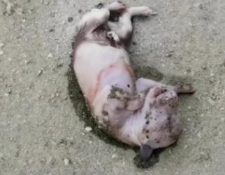 C1302013_What happened behind closed doors