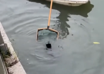 C1302014_A day they will never forget