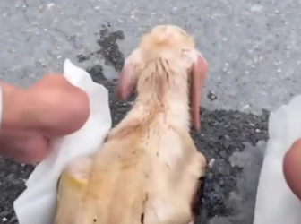 C1302015_The truth finally came out