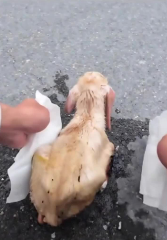 C1302015_The truth finally came out