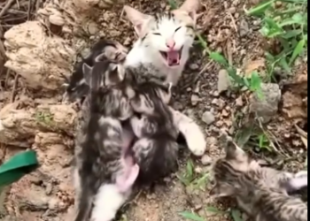 C1302022_A scene that changed the mood completely