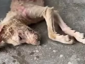 C1302025_A story no one was prepared to hear