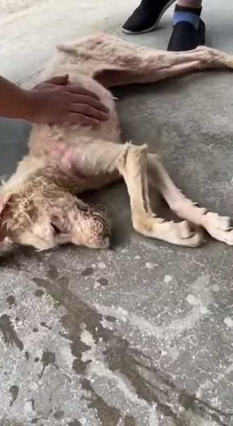 C1302025_A story no one was prepared to hear