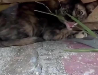 C1302026_The turning point they never imagined