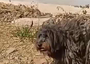 C1302004_What happened next shocked everyone